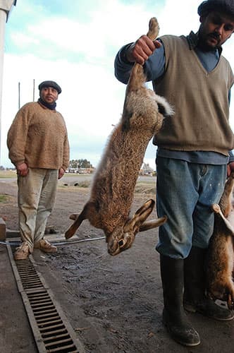 Cazadores 08